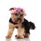 Curious yorkshire terrier wearing flowers headband looks down to side