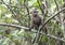 Curious Young Baboon in Uganda