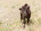 Curious Young Bison