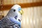 Curious young blue budgerigar portrait
