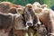 Curious young brown cattle on a meadow in Bavaria