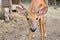 Curious Young Buck