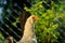 Curious Young Chicken Close-Up