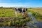 Curious young cows in a polder landscape along a ditch, near Rot