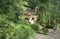 Curious young domestic kitten hiding in the garden