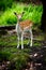 A Curious Young Fallow Deer