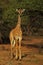 Curious young giraffe.