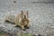 Curious young ground squirrel asking for food, Shoreline Park, Mountain View, California