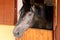 Curious young horse standing in the stable door. Purebred youngster looking out from the barn