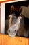 Curious young horse standing in the stable door. Purebred youngster looking out from the barn