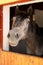 Curious young horse standing in the stable door. Purebred youngster looking out from the barn