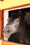 Curious young horse standing in the stable door. Purebred youngster looking out from the barn