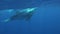 Curious Young humpback whale calf swims near diver underwater in Pacific Ocean.