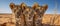 Curious Young Lions Stare Directly At The Camera In The Desert