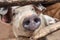 Curious young pig in a wooden stable