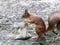 Curious young squirrel stealing nuts from cloth bag