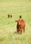 Curious young steer in prairie pasture