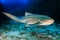 A curious Zebra Shark stegostoma fasciatum on a deep, underwater tropical reef