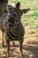 Curious zebra in the zoo in Salvador, Bahia, Brazil. Zebras are mammals that belong to the horse family, the equines, native to