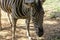 Curious zebra in the zoo in Salvador, Bahia, Brazil. Zebras are mammals that belong to the horse family, the equines, native to