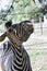 Curious zebra in the zoo in Salvador, Bahia, Brazil. Zebras are mammals that belong to the horse family, the equines, native to