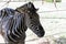 Curious zebra in the zoo in Salvador, Bahia, Brazil. Zebras are mammals that belong to the horse family, the equines, native to