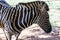 Curious zebra in the zoo in Salvador, Bahia, Brazil. Zebras are mammals that belong to the horse family, the equines, native to
