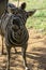 Curious zebra in the zoo in Salvador, Bahia, Brazil. Zebras are mammals that belong to the horse family, the equines, native to