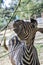 Curious zebra in the zoo in Salvador, Bahia, Brazil. Zebras are mammals that belong to the horse family, the equines, native to