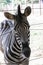 Curious zebra in the zoo in Salvador, Bahia, Brazil. Zebras are mammals that belong to the horse family, the equines, native to