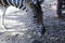 Curious zebra in the zoo in Salvador, Bahia, Brazil. Zebras are mammals that belong to the horse family, the equines, native to