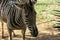 Curious zebra in the zoo in Salvador, Bahia, Brazil. Zebras are mammals that belong to the horse family, the equines, native to