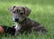 Curiously Cute Mountain Cur Rescue Puppy