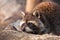 Curiously lies in an ambush behind a log.cute fluffy raccoon with a cute muzzle sits lit by the sun