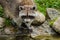 Curiously looking raccoon along a brook