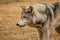 Curiously Looking wolfdog in Yamnuska sanctuary, Canada, hard to train the high content wolfs, strong personality dog