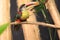 Curl-crested aracari