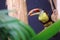 Curl-crested aracari