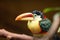 Curl-crested aracari, or curl-crested araÃ§ari Pteroglossus beauharnaesii, also known as the curly-crested aracari sitting