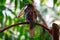 Curl-crested aracari perched on a tree branch