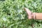 Curl leaf kale or Brassica oleracea grown in hand