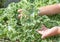 Curl leaf kale or Brassica oleracea grown in hand