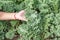 Curl leaf kale or Brassica oleracea grown in hand