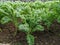 Curl leaf kale Brassica oleraceae in Vegetable plot