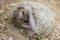 Curl up hedgehog in hibernation