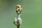 Curled bracken fern frond, eagle fern, Pteridium aquilinum, unfurling against a natural green background, closeup.