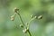 Curled bracken fern frond, eagle fern, Pteridium aquilinum, unfurling against a natural green background, closeup.