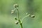 Curled bracken fern frond, eagle fern, Pteridium aquilinum, unfurling against a natural green background, closeup.