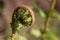 Curled bracken fern frond, eagle fern, Pteridium aquilinum, unfurling on a natural blurred background, closeup