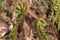 Curled bracken fern fronds, brake fern or eagle fern, Pteridium aquilinum, unfurling on a natural brown background, closeup